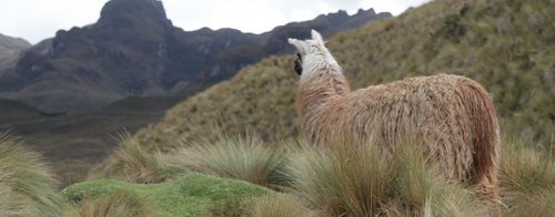 Los Andes, Ecuador: Sitios web ecuador webdesign